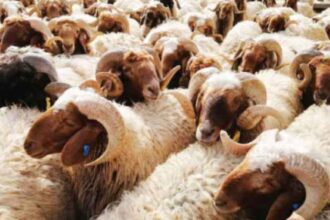 Vente-des-moutons-en-présence-des-forces-de-sécurité