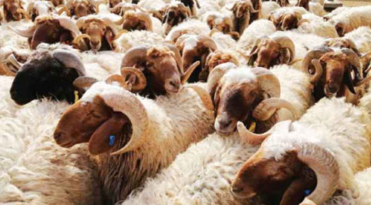 Vente-des-moutons-en-présence-des-forces-de-sécurité