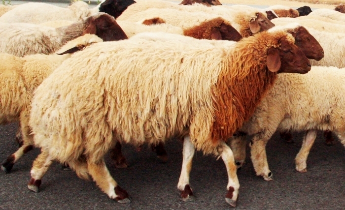 abattage des moutons à Tunis
