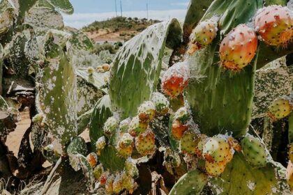 cochenille-rouge-figue-barbaries-Sfax.jpg