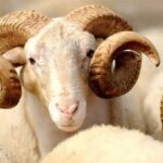 Prix-des-Moutons pour-l'Aïd-à-Manouba-Entre 600-1800-Dinars