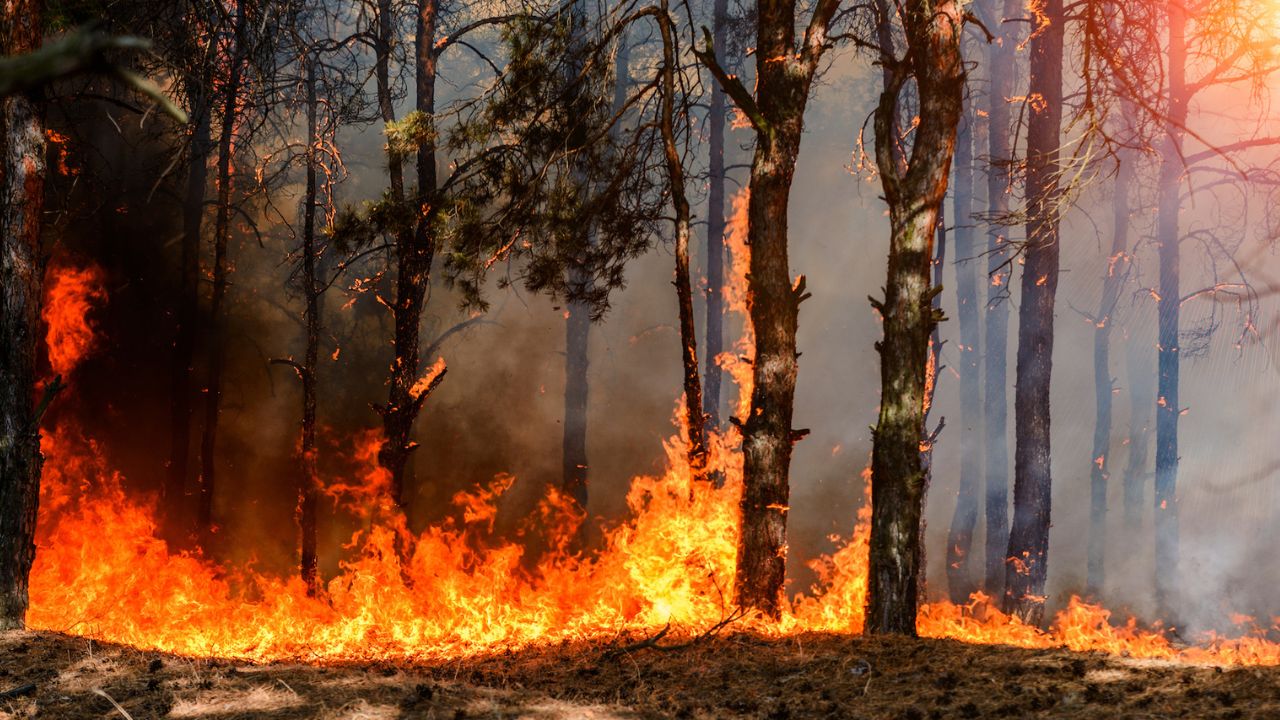 60 Incendies Depuis Juin : Le Directeur des Forêts Signale un Manque de Gardes