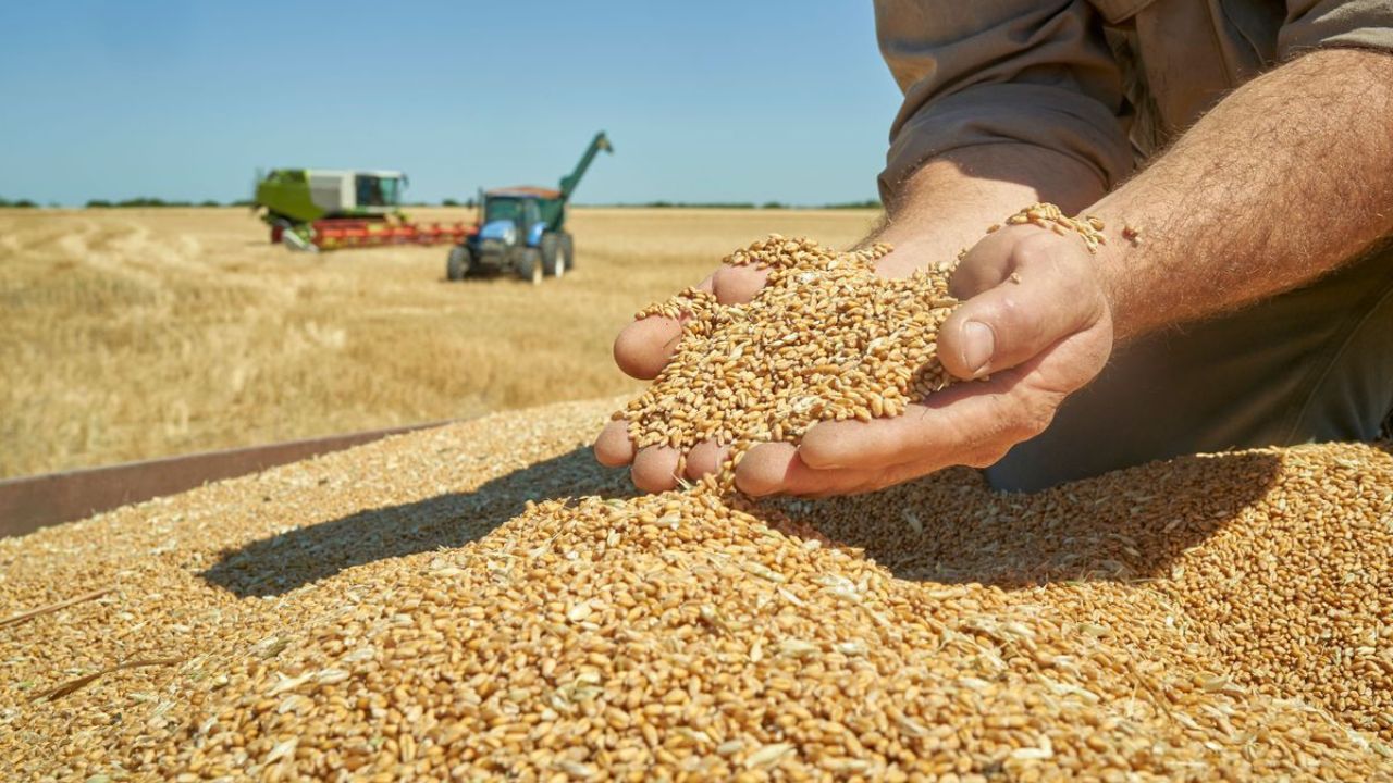 7 Millions de Quintaux de Céréales Anticipés en Tunisie cette Année