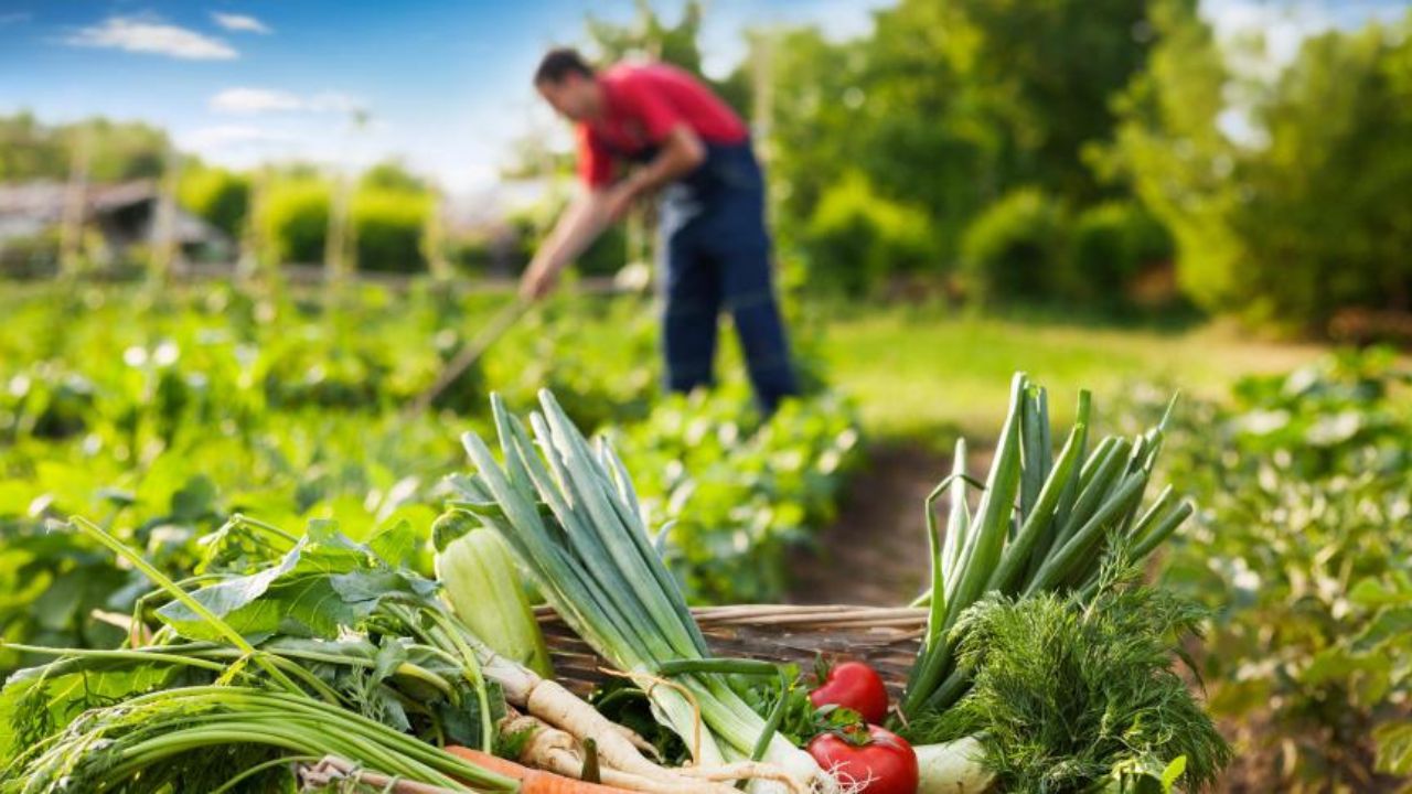 Le projet GIV : +150% de revenus pour les petits agriculteurs en Tunisie