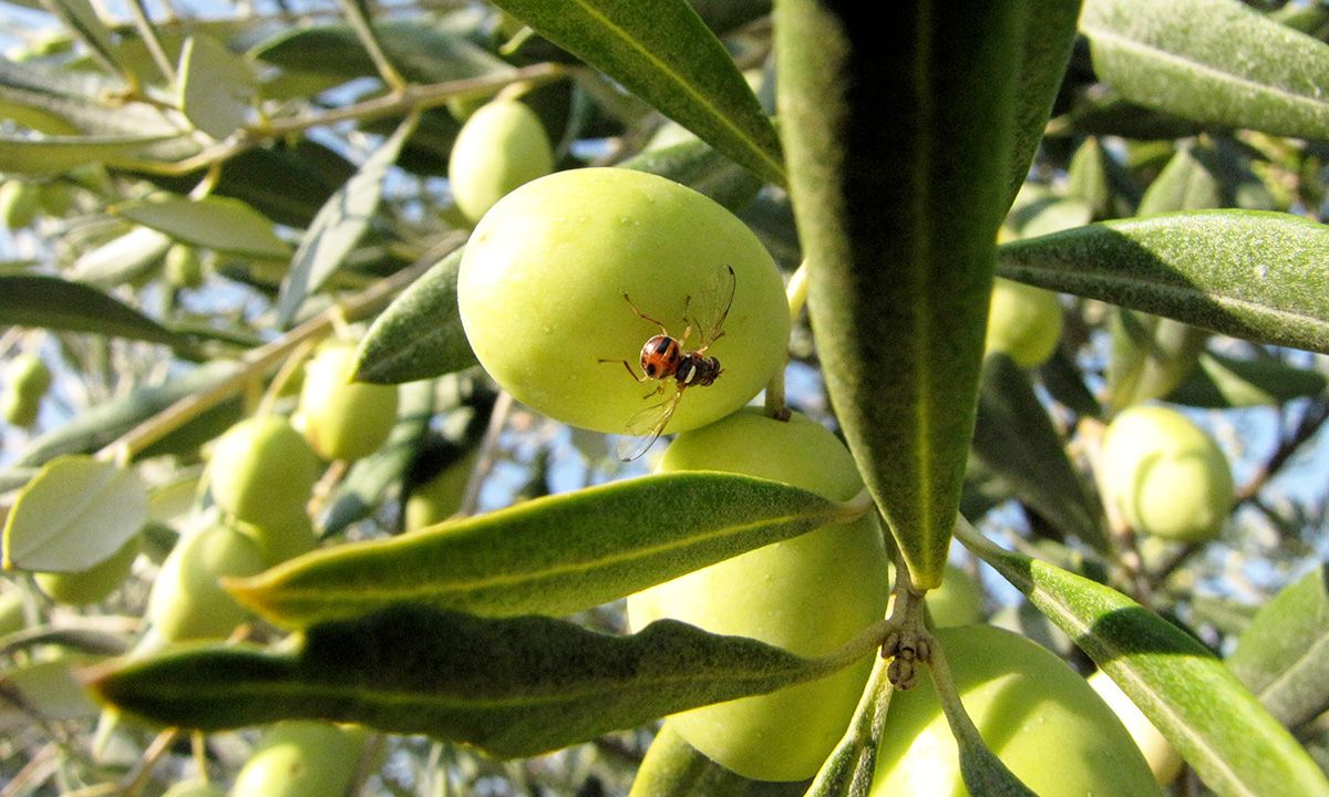 Mouche de l'olive