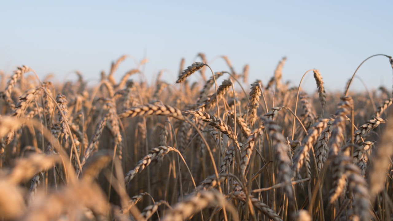 Office des Céréales : Récolte exceptionnelle de 6 millions de quintaux pour la saison 2023/2024