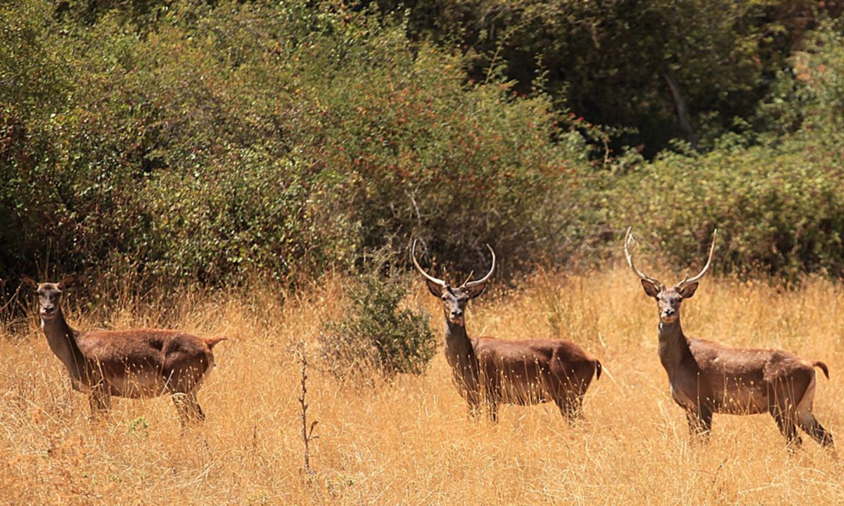 Réserves naturelles tunisiennes - la liste verte internationale