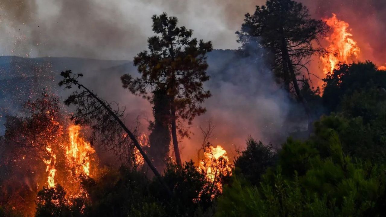 Jendouba : Un incendie à Beni M'tir menace des habitations