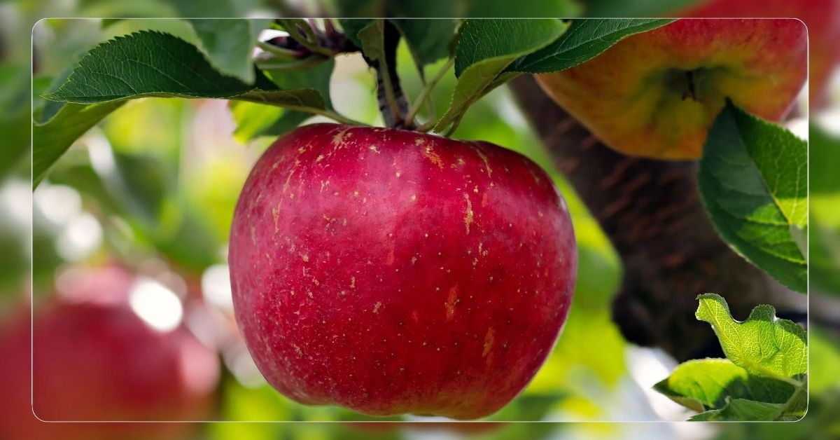 Kasserine : La Récolte des Pommes Débute avec une Production Estimée à 50 000 Tonnes