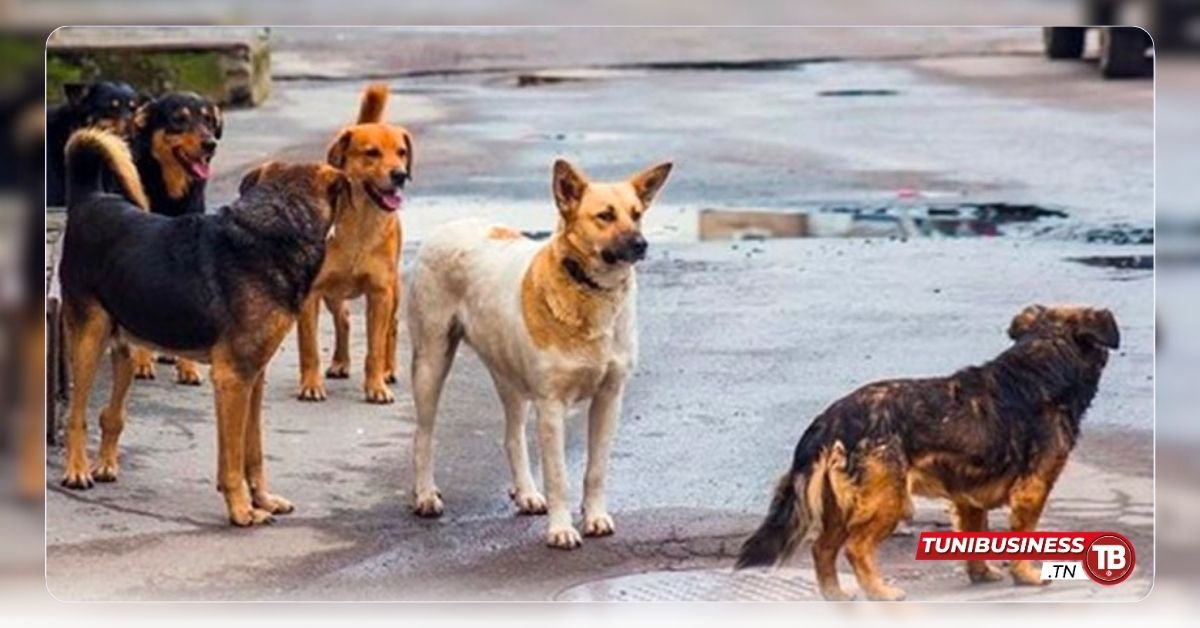 Rage Animale à Nabeul 33 Cas Confirmés et Deux Suspects