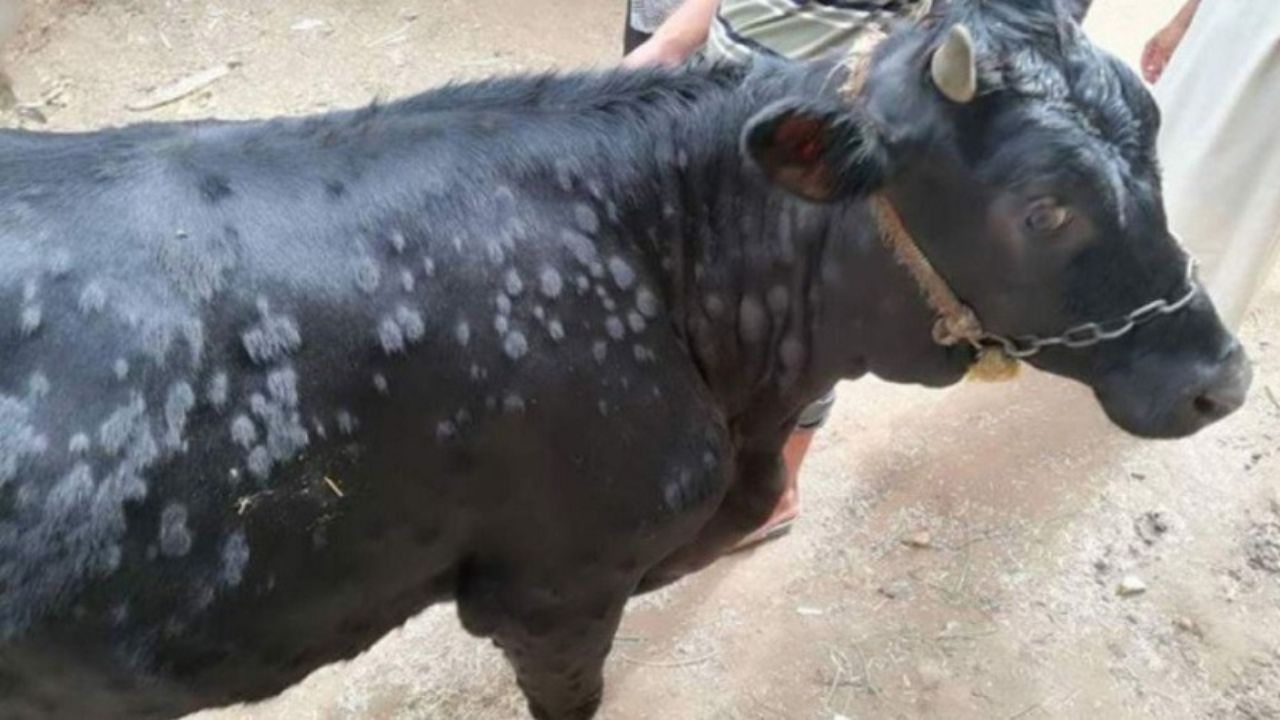 Urgent Première Détection de Dermatose Nodulaire Contagieuse chez les Vaches Tunisiennes