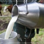 1000 Litres de Lait Contaminé par des Résidus d'Antibiotiques Saisis à Sidi Bouzid