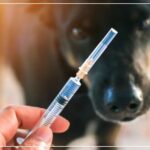 Béja : Vaccination Gratuite des Animaux pour la Journée Mondiale de la Rage