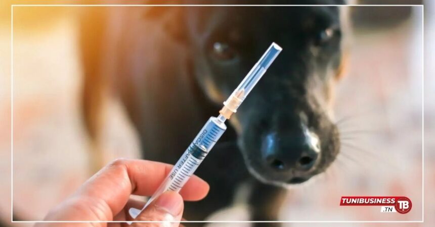 Béja : Vaccination Gratuite des Animaux pour la Journée Mondiale de la Rage