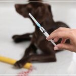 Nabeul 46 Cas de Rage Détectés et 10 000 Animaux Vaccinés