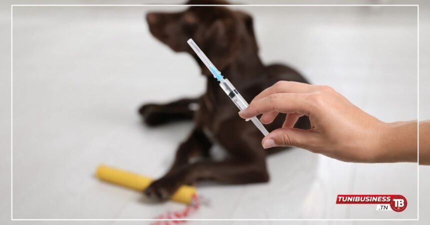 Nabeul 46 Cas de Rage Détectés et 10 000 Animaux Vaccinés