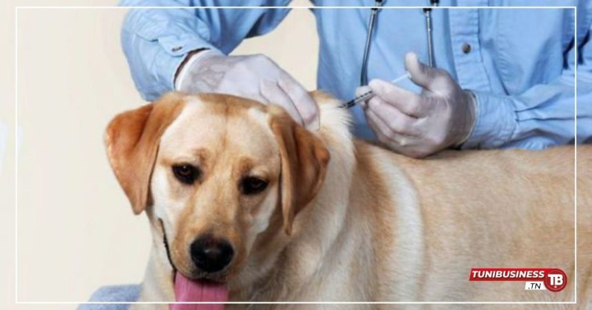 Nabeul : Campagne de Vaccination Contre la Rage pour Chiens et Chats