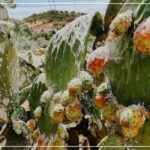 Sousse Atelier Régional pour Renforcer la Lutte contre la Cochenille du Cactus