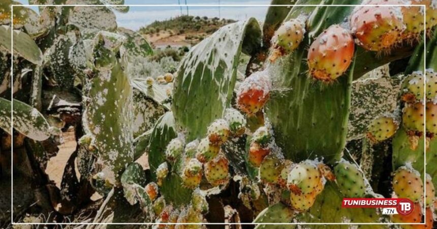 Sousse Atelier Régional pour Renforcer la Lutte contre la Cochenille du Cactus