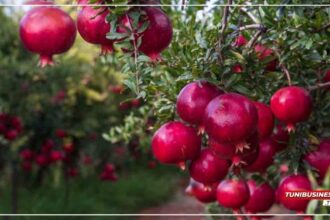 Testour, Kairouan et Nabeul : Nouveaux Pôles du Tourisme Agroalimentaire en Tunisie