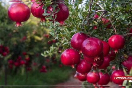 Testour, Kairouan et Nabeul : Nouveaux Pôles du Tourisme Agroalimentaire en Tunisie