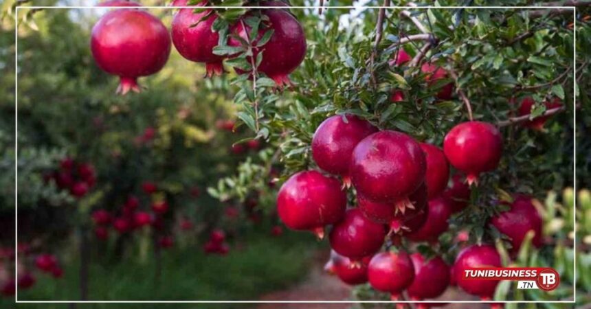 Testour, Kairouan et Nabeul : Nouveaux Pôles du Tourisme Agroalimentaire en Tunisie