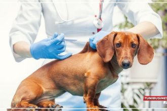 Tunisie 61 645 Chiens et Chats Vaccinés Contre la Rage au 6 Septembre 2024