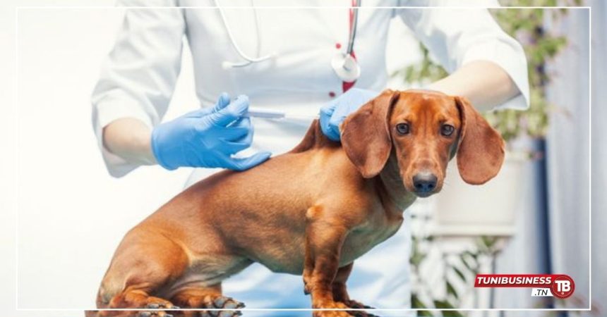 Tunisie 61 645 Chiens et Chats Vaccinés Contre la Rage au 6 Septembre 2024