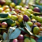 Zaghouan Production d'olives en hausse de 200 %