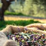 Cap Bon : 62 000 tonnes d'olives prévues cette saison